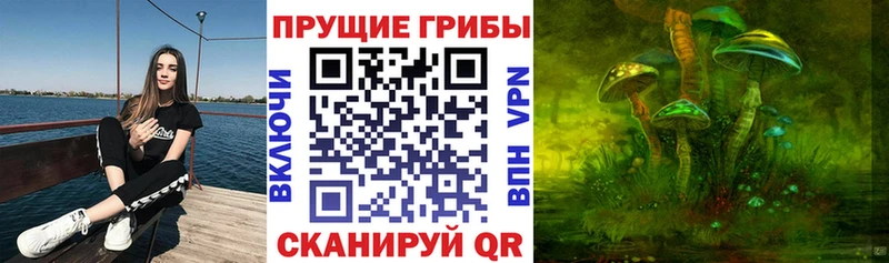 Псилоцибиновые грибы мицелий  купить   Ачхой-Мартан 